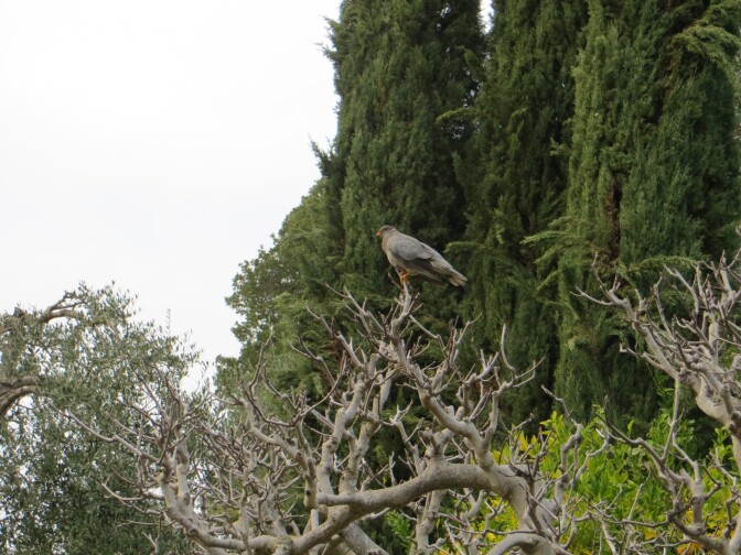 A sick band-tailed pigeon in Los Gatos, CA in January 2015.