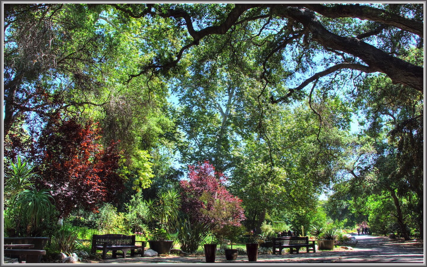 Descanso Gardens