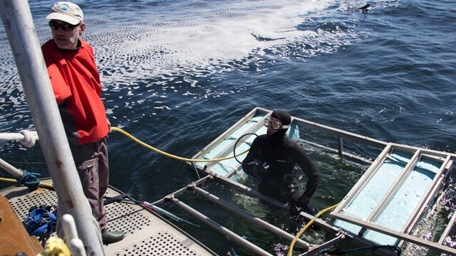 Bruce Watkins of Great White Adventures makes sure it's safe for a diver to get out of the great white shark viewing cage. 