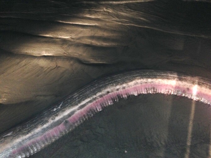 The body of a 14-foot female oarfish washed ashore in Oceanside, California. 