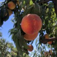 A ripe peach with deep red and orange coloring hangs from a branch, with rows of peach trees visible in the background under a blue sky