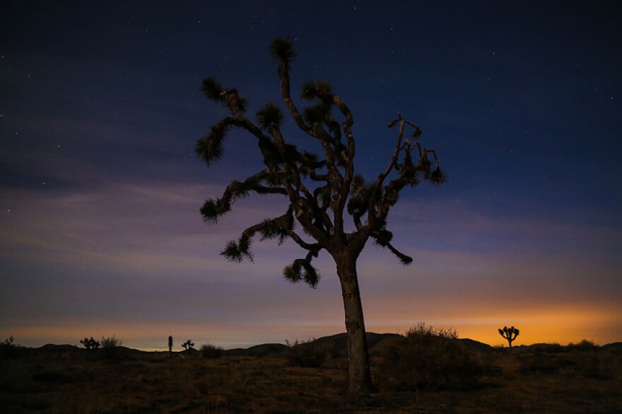 joshua-tree-1.jpg