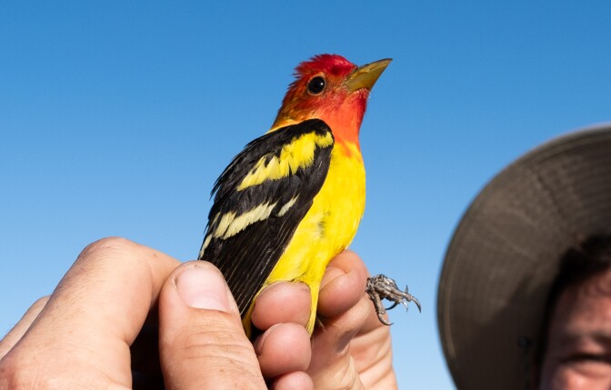 A bird with a red head, yellow body and black and white wings being held in a pair of light-skinned hands.
