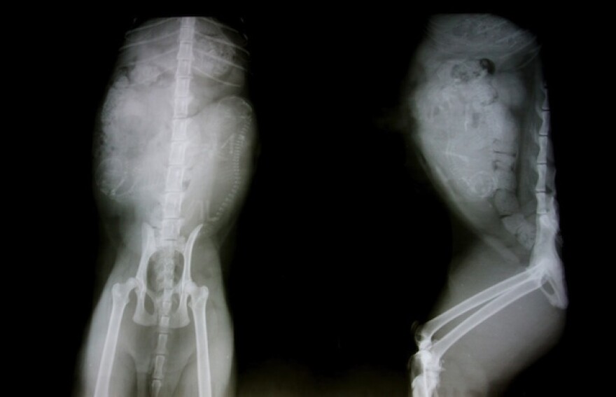 cat-x-ray.jpg