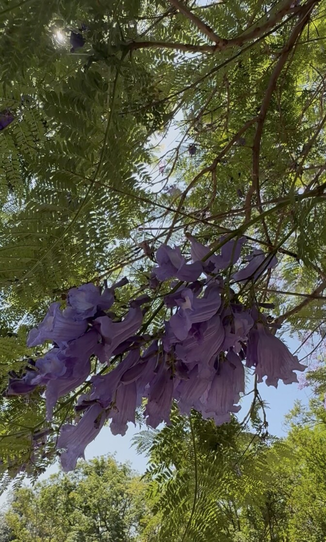A close up photo of jacaranda blooms. They are purple in a cluster of dozens of blooms. 