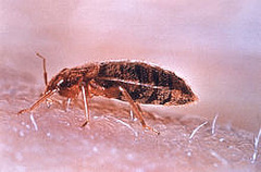 bedbug-skin.jpg