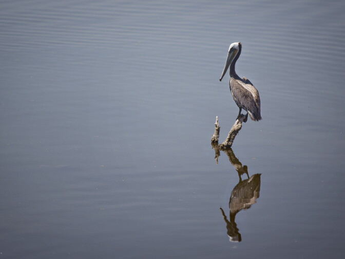 In the past, California brown pelicans arriving early to the Salton Sea have been associated with predicting an El Nino in California.