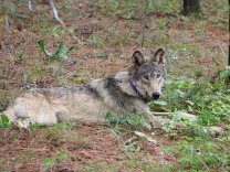 A lean gray wolf wearing a purple tracking collar sits among pine needles and light forest underbrush gazing toward the camera. 