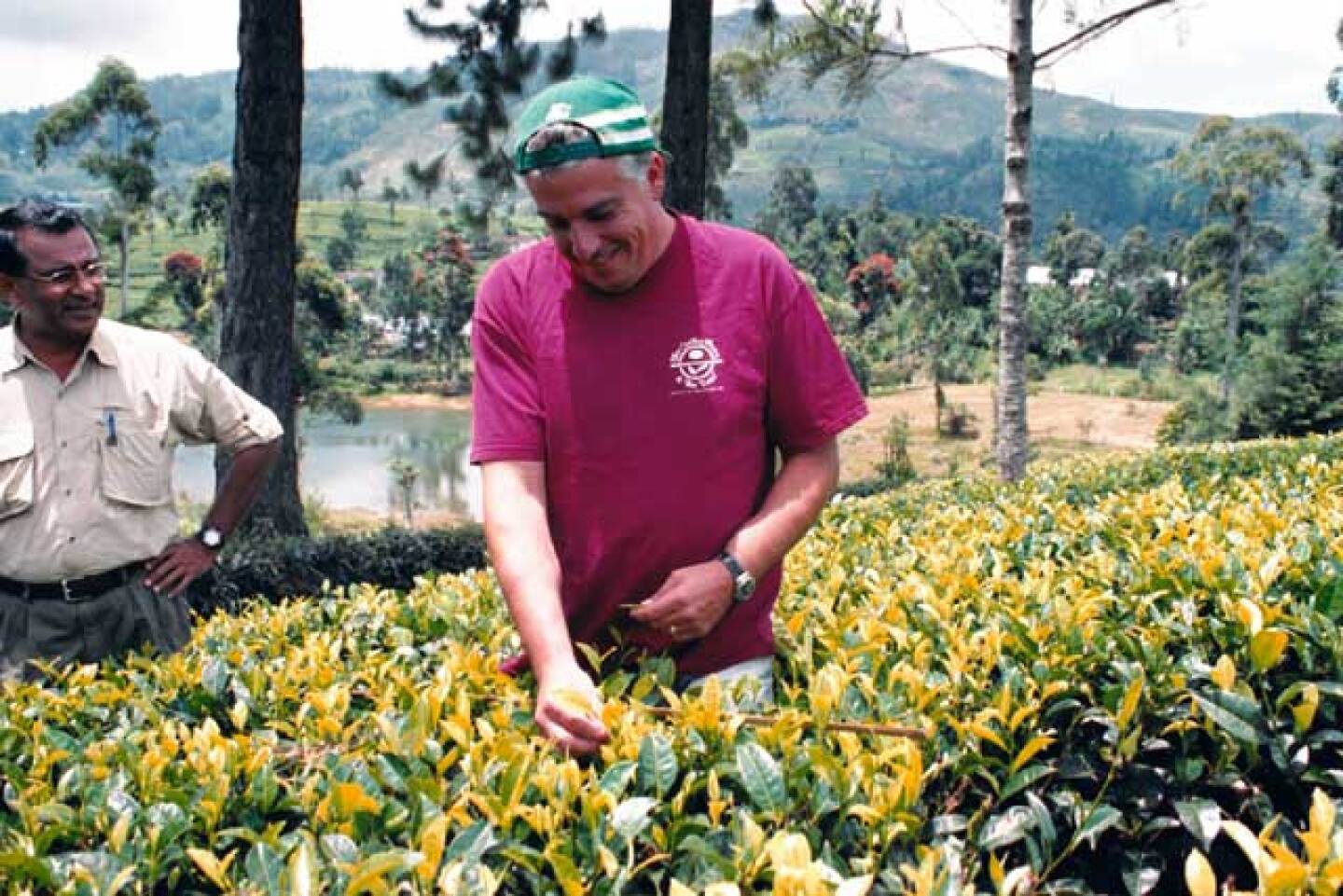 Coffee Bean and Tea Leaf's Master Tea Blender David DeCandia picking tea