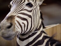 A zebra mount is one of a collection of exotic animal parts seized by the U.S. Customs and Border Protection from a shipment headed to the Philippines. This is the largest assortment of wildlife that the agency has ever seized at the Los Angeles or Long Beach ports, said Todd Owen, director of field operations in Los Angeles.