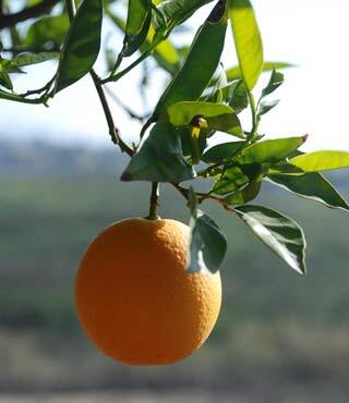 chatsworth-valencia-orange.jpg