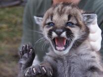 Biologists from the National Park Service hold P-23, one of two mountain lion kittens found in the Santa Monica Mountains.
