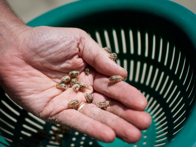 Isopods crawl on Hubbard's hand. Although they look like insects, they're crustaceans that burrow into the beach sand and are nocturnal.