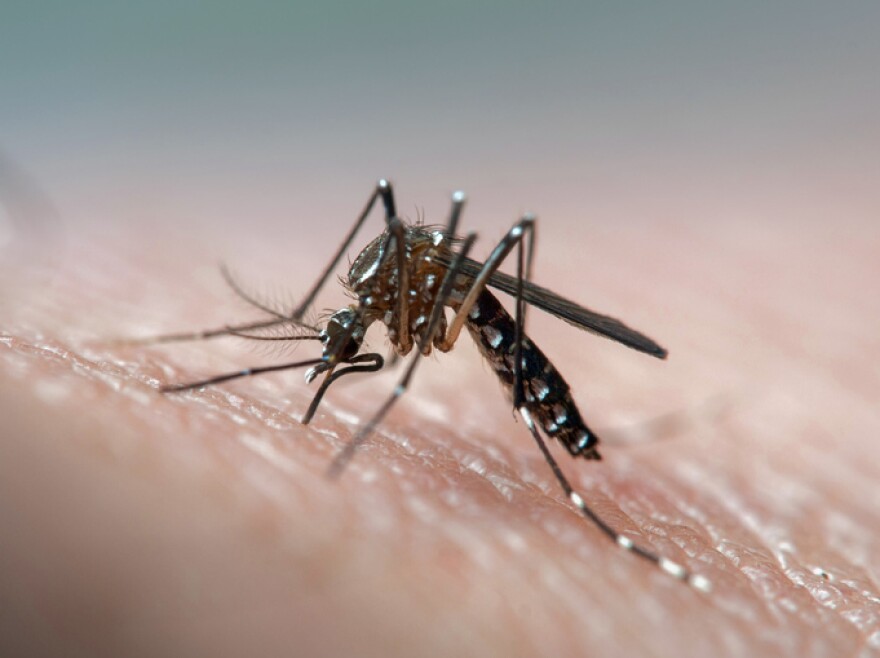 A mosquito perches on a person's skin.