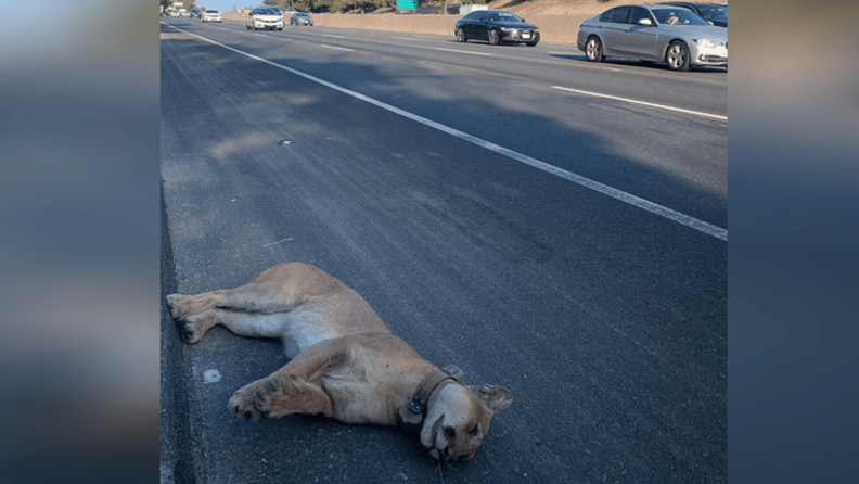 A tan and white mountain lion corpse lays about five feet from a three-lane, black asphalt highway as eight cars pass by.