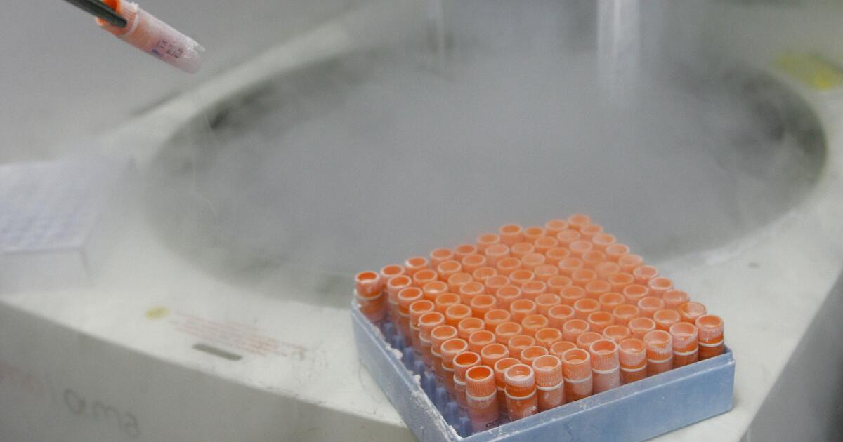 Judge rules to 'discard' frozen embryos in divorce case LAist