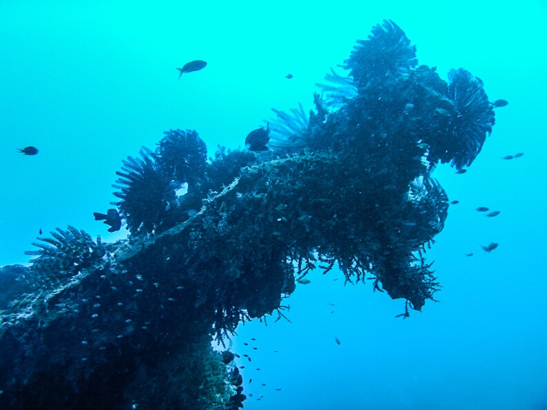 The wing of a Mitsubishi F1M that was used by Japanese forces is now encrusted with coral.