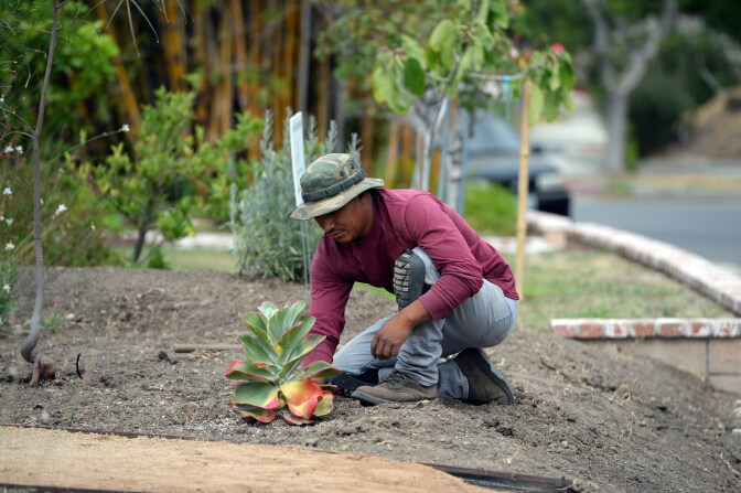Landscaper David Puac installs a succulent plant during the installation of a drought-tolerant landscape in the front yard of Larry and Barbara Hall's home in the San Fernando Valley area of the city of Los Angeles, July 17, 2014. 