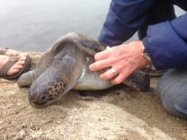 A recently rescued sea turtle is recovering on the banks of the San Gabriel River.