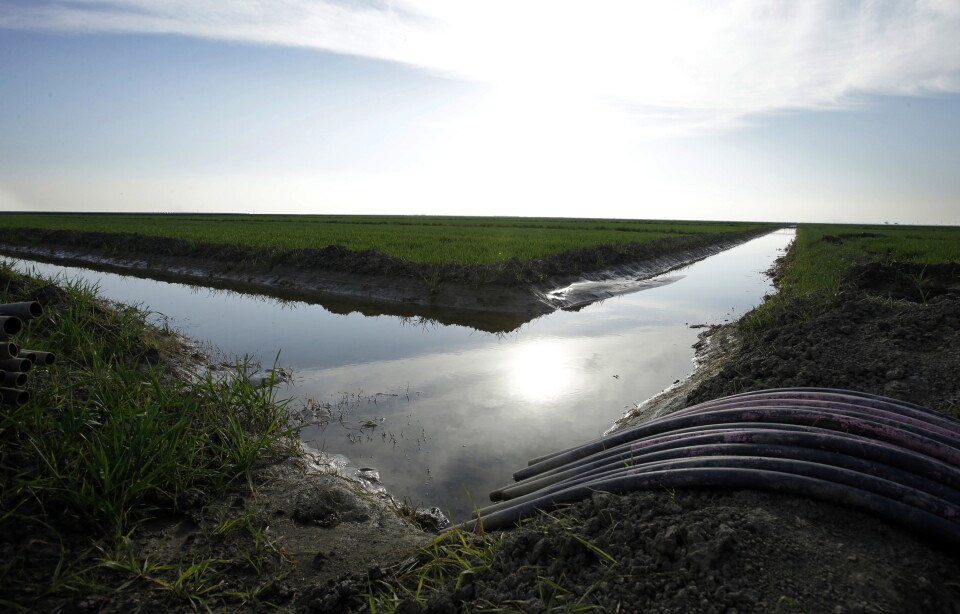 FILE - In this Feb. 25, 2016 file photo, water flows through an irrigation canal to crops near Lemoore, Calif.