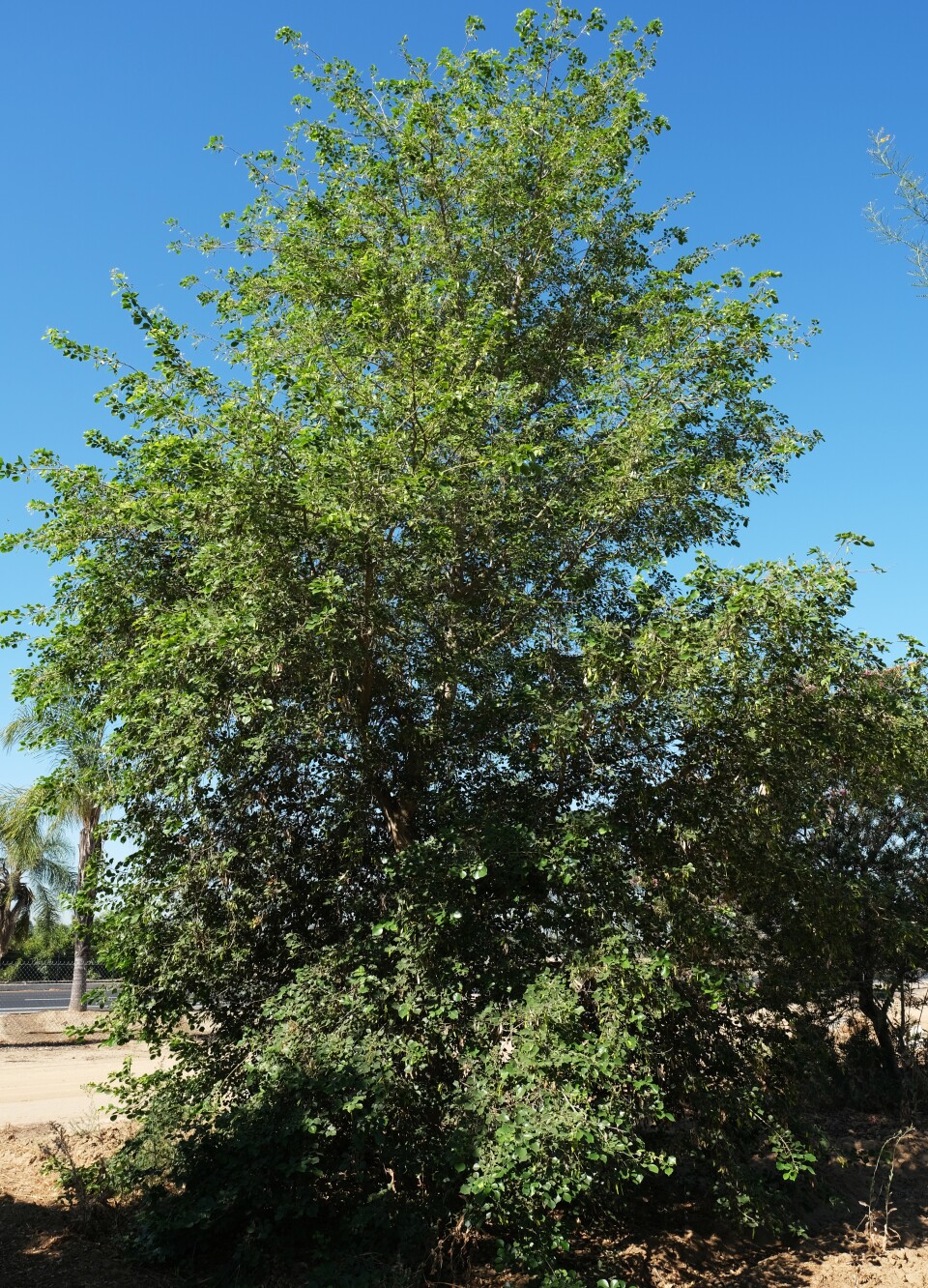 Climate change trees