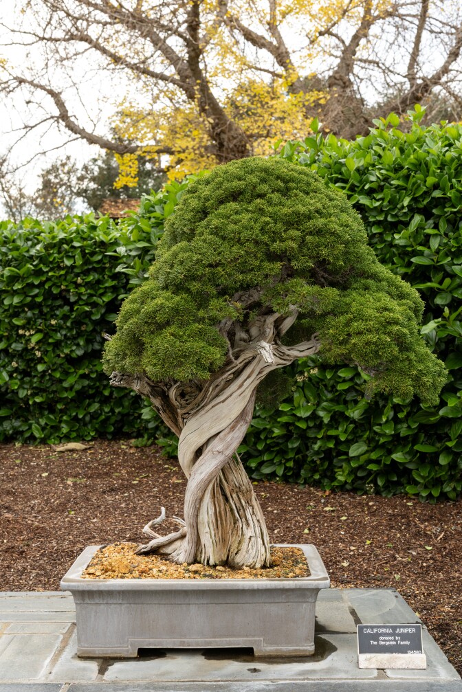 A bonsai tree stands in a pit in front of a wall of green ivy. 