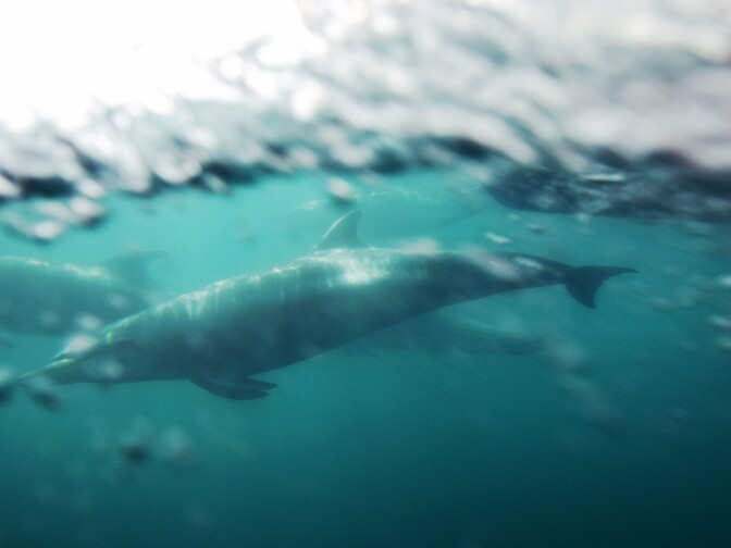 ABOARD THE MANUTEA, CA - JANUARY 30:  Bottlenose dolphins swim ahead of the bow of a boat off the southern California coast on January 30, 2012 near Dana Point, California. A coalition that includes Native American tribes, Earthjustice and the Natural Resources Defense Council is on the National Marine Fisheries Service for more protection for dolphins, whales, and other migrating marine animals from the use of sonar in training by the US Navy on the West Coast. Environmental groups argue that mid-frequency sonar alters the behavior of sound-sensitive marine life and, in some cases, causes fatal results. Some whales are believed to communicate across hundreds of miles of ocean through sound.  (Photo by David McNew/Getty Images)