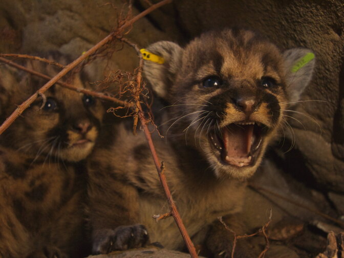 National Park Service researchers discovered two litters of mountain lion kittens in the Santa Monica Mountains in June. 