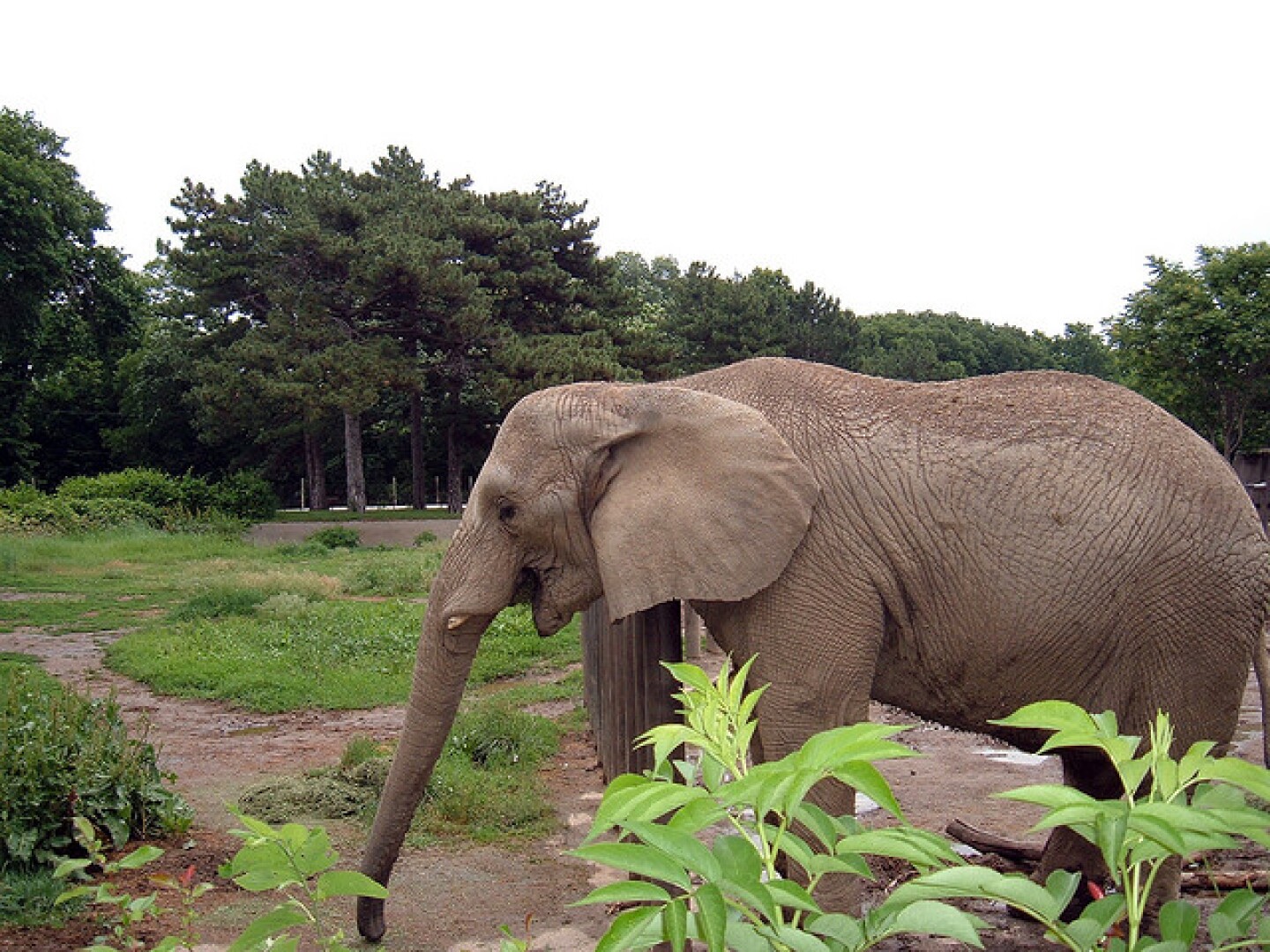 elephant1.jpg