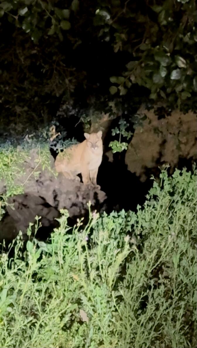 A golden brown cat is seen surrounded by shrubbery with the spotlight on it.