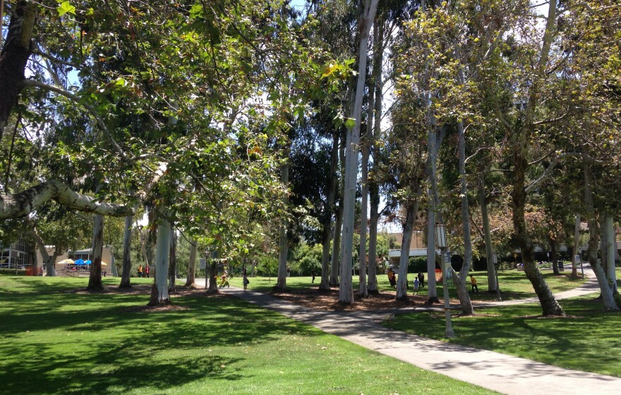 A few of the roughly 1,100 trees in UC Irvine's Aldrich Park. Many of them are in danger thanks to the invasive polyphagous shot hole borer.