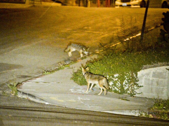 Coyote C145, foreground, and an un-collared coyote, rear, walk near a construction site in the Silver Lake neighborhood near downtown Los Angeles late Wednesday evening June 3rd.

National Park Service Ecologist Justin Brown tracks coyotes living near downtown Los Angeles late Wednesday night June 3 and early Thursday morning June 4, 2015, in Los Angeles, CA. Some of the coyotes are fitted with radio collars.