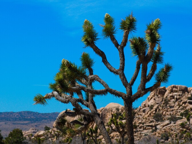 Joshua trees in bloom at Joshua Tree National Park on April 6, 2013.