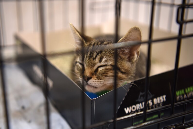 A brown tabby kitten sits and sleeps in a box in a crate ready for adooption at CatCon 2022.