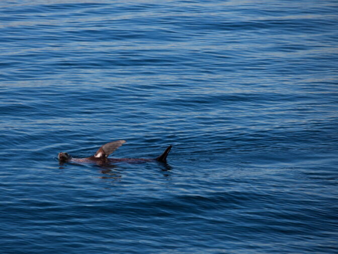A sea lion raises a flipper off the coast of Los Angeles.