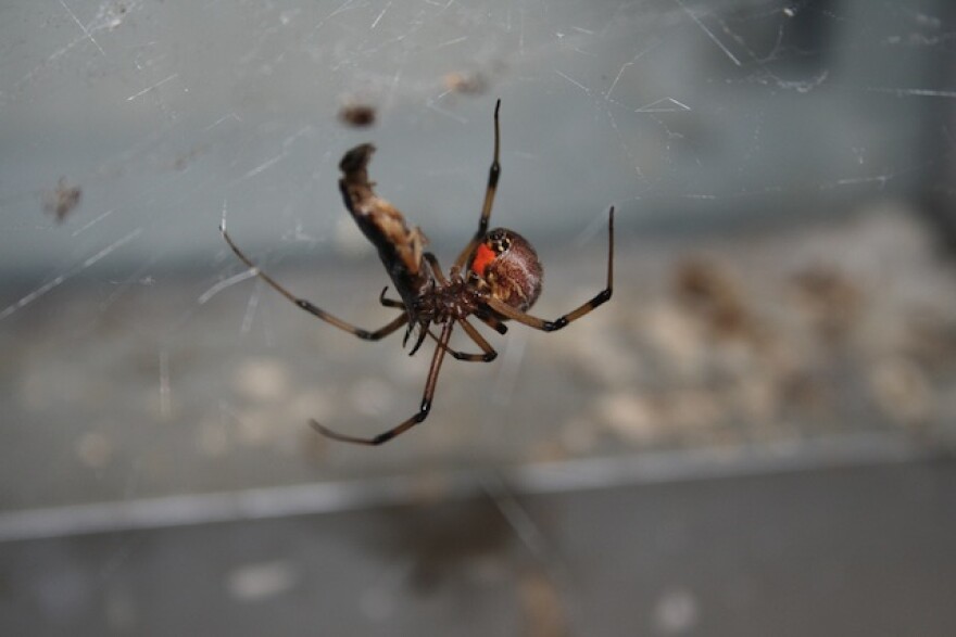 brown-widow.jpg