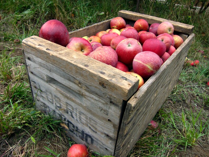 Apples from Riley's at Los Rios Rancho in Yucaipa, CA.