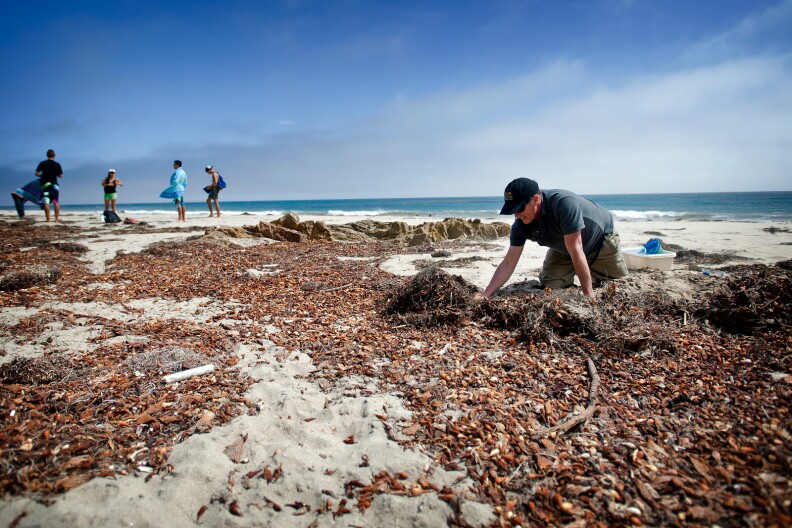 UCSB researcher David Hubbard sifts through Malibu beach sand looking for Isopods. Scientists say the shrinking of their population is a warning sign for the health of Southern California beaches.