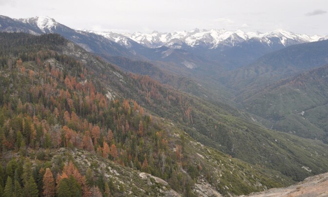 Dead trees in Sequoia National Park. May 2016.