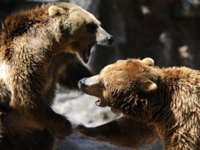 Two grizzly bears fighting
