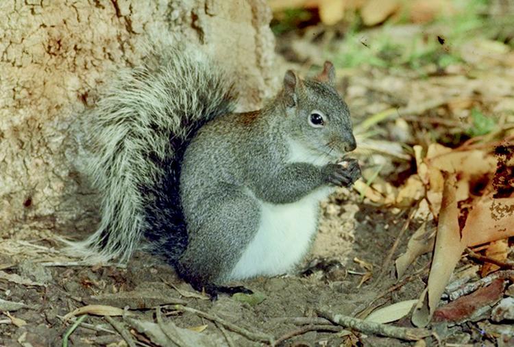 A squirrel sitting next to a tree eating something.