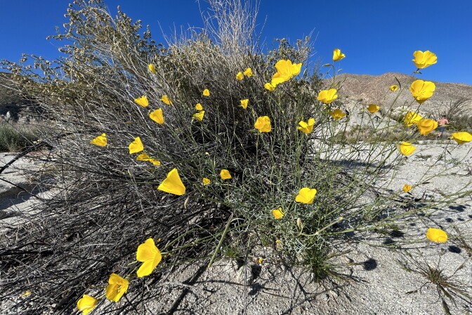  A close-up of a bush bursting with golden colored poppies with a sandy desert background. 