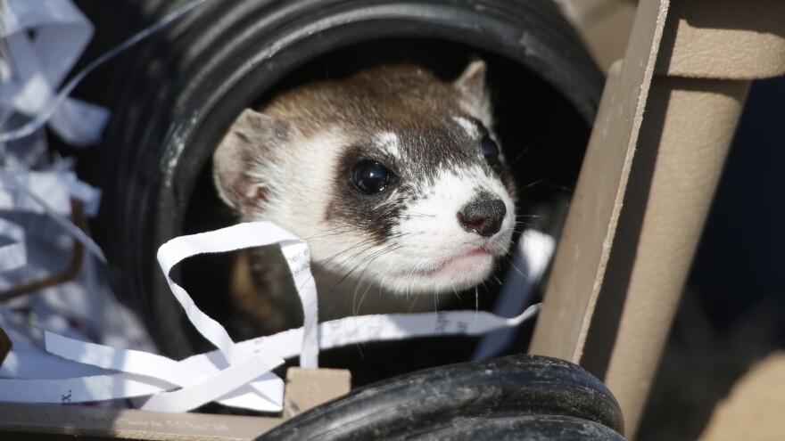 A black-footed ferret looks out of a crate during a release of 30 of the animals at a former toxic waste site, now a wildlife refuge in suburban Denver.