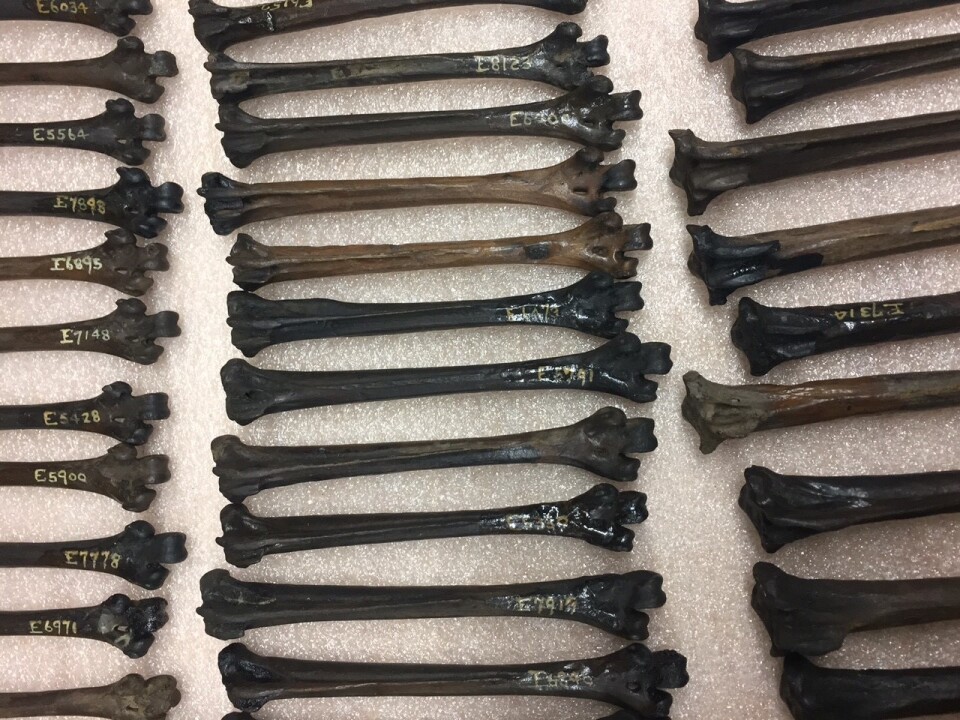 Leg bones from the California turkey. The La Brea Tar Pits Museum has over 11,000 turkey bones in its collection.