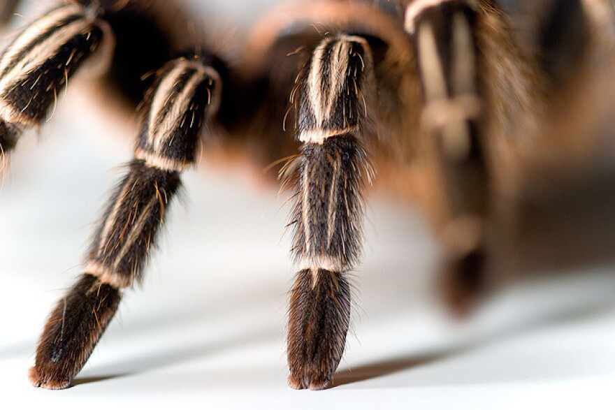 tarantula.jpg