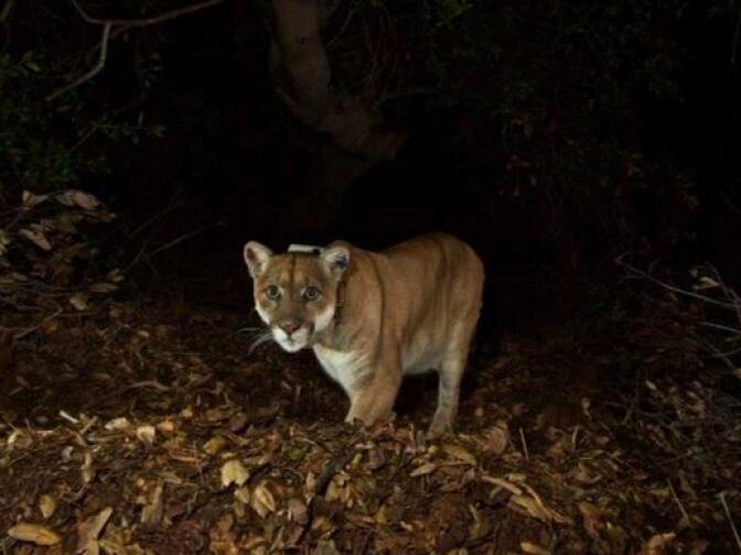 Mountain lion P-22 has recovered from mange. According to the National Park Service, his improved health can be seen in his healthier, stronger whiskers.