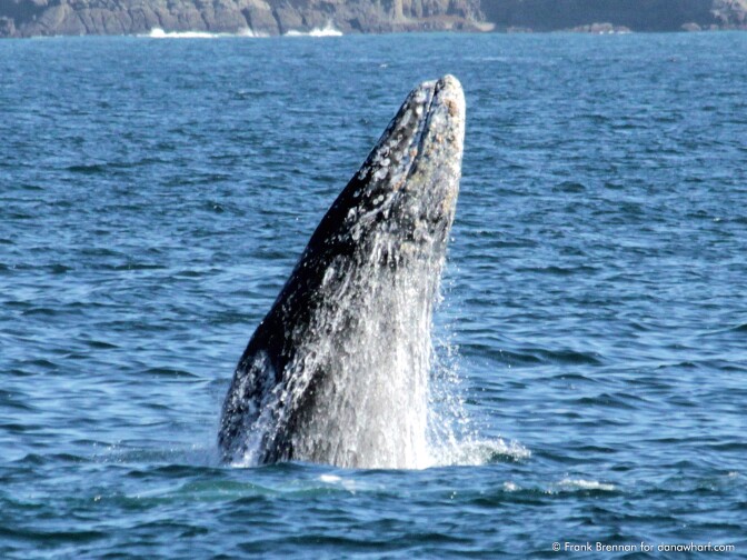 File: A California Gray Whale pops out of the water near Dana Point. 