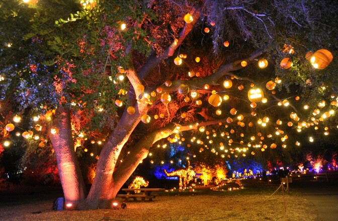 dozens of pumpkin-shaped lanterns hang from a huge tree, seen at night