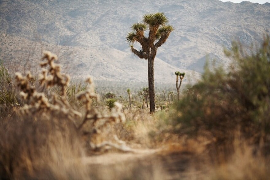 joshua-tree.jpg