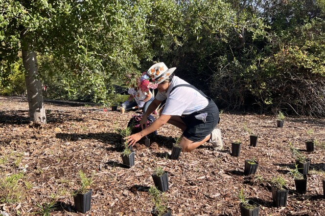 A volunteer is kneeling to plant a milkweed plant. They wear a bucket style hat adorned with monarch butterflies. 